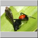 Priocnemis coriacea - Wegwespe 12mm 01a - OS-Wallenhorst-Waldweg-det.jpg